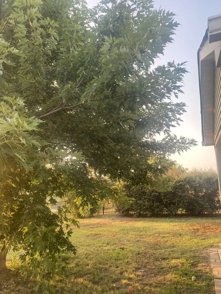 Top-rated yard maintenance in Sumter, SC by A+ Plus Lawn Care & Pressure Washing