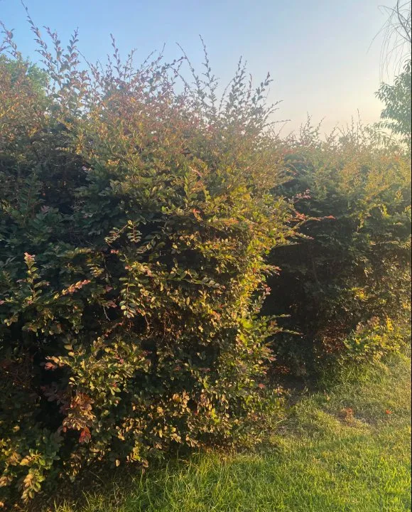 Custom residential landscaping in Sumter, SC by A+ Plus Lawn Care & Pressure Washing