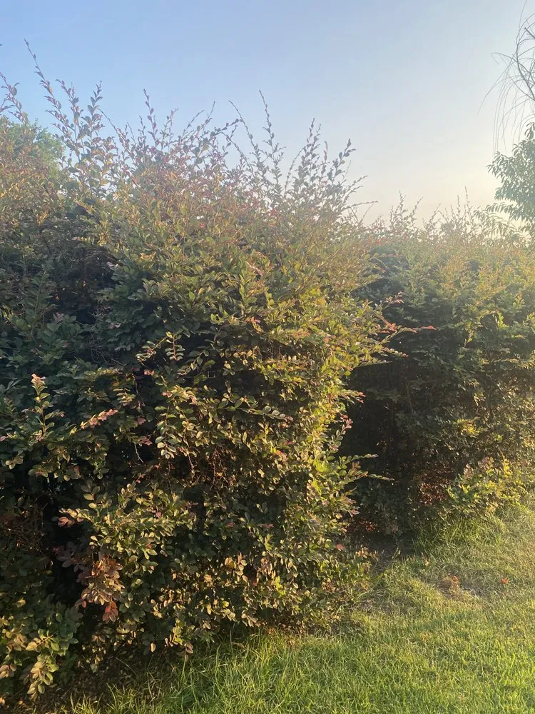 Reliable garden landscaping in Sumter, SC by A+ Plus Lawn Care & Pressure Washing