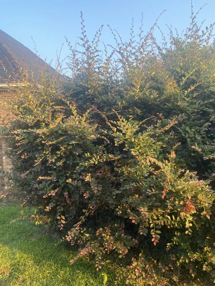 Affordable lawn mowing service in Sumter, SC - A+ Plus Lawn Care & Pressure Washing