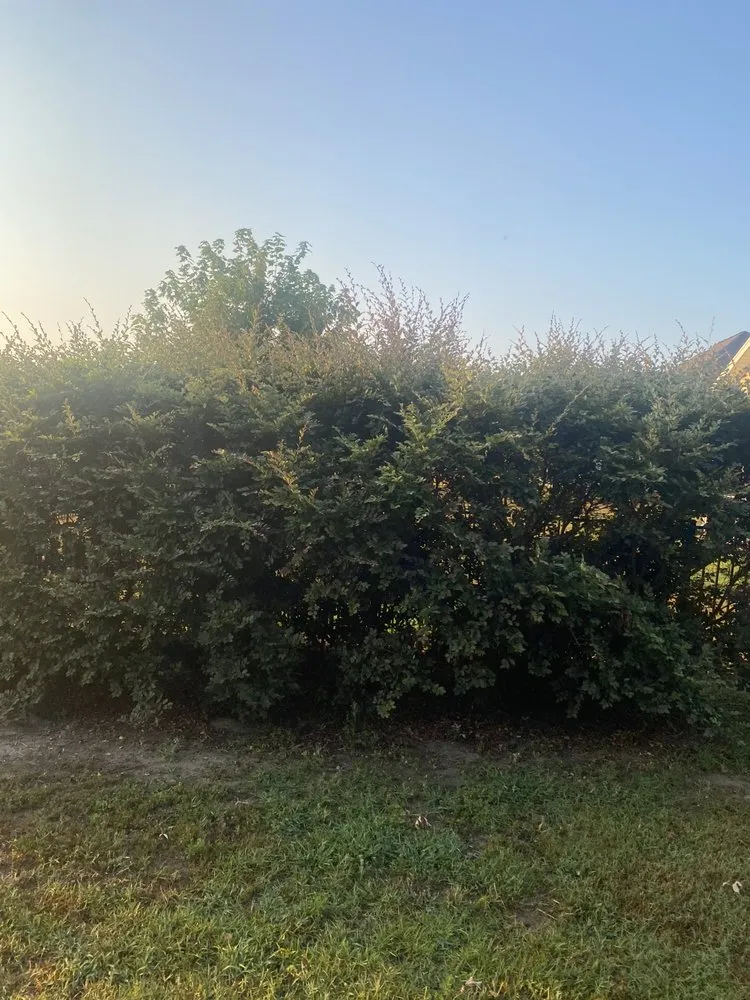 Professional yard maintenance experts serving Sumter, SC - A+ Plus Lawn Care & Pressure Washing