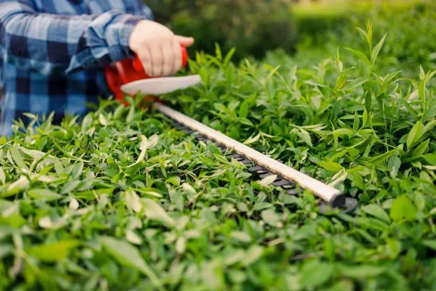 Trusted yard maintenance in Parkton, NC by A Plus Lawncare
