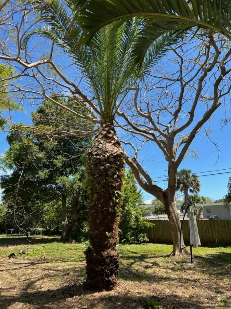 Trusted yard maintenance in Port St. Lucie, FL by A Plus Lawns VB