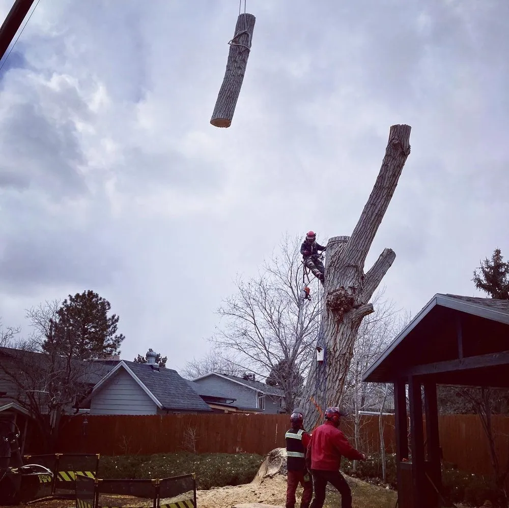 Trusted outdoor landscaping for year-round maintenance across Murray, UT - A Plus Tree