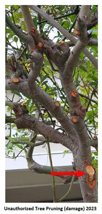 Custom residential landscaping with custom design in Murray, UT by A Plus Tree