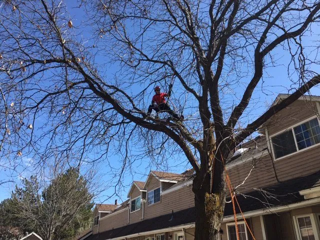 Professional residential landscaping in Murray, UT by A Plus Tree