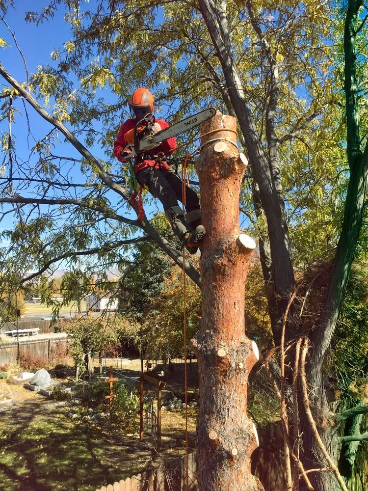 Custom lawn mowing service in Murray, UT by A Plus Tree