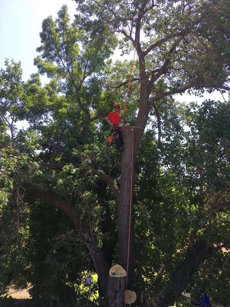 Expert landscaping services experts serving Murray, UT - A Plus Tree