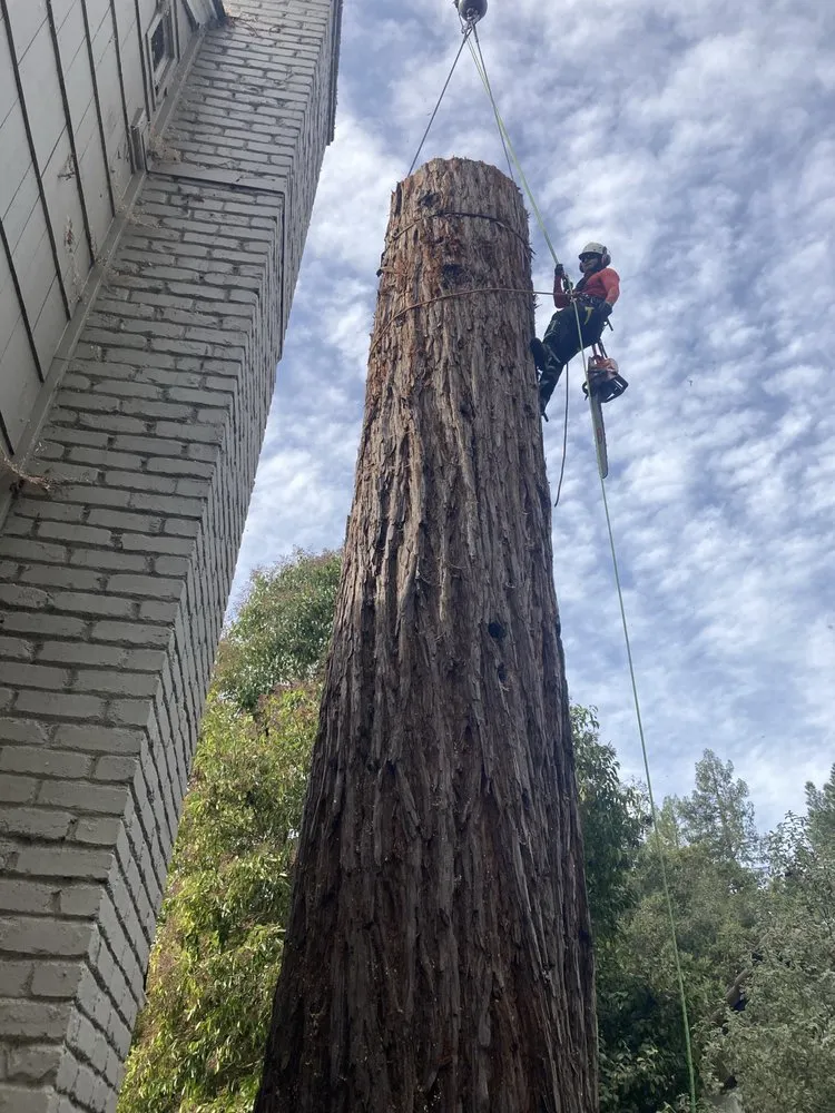 Affordable yard maintenance in Murray, UT by A Plus Tree