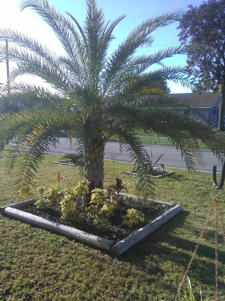 Top-rated yard maintenance experts serving Ruskin, FL - A Quality Plant