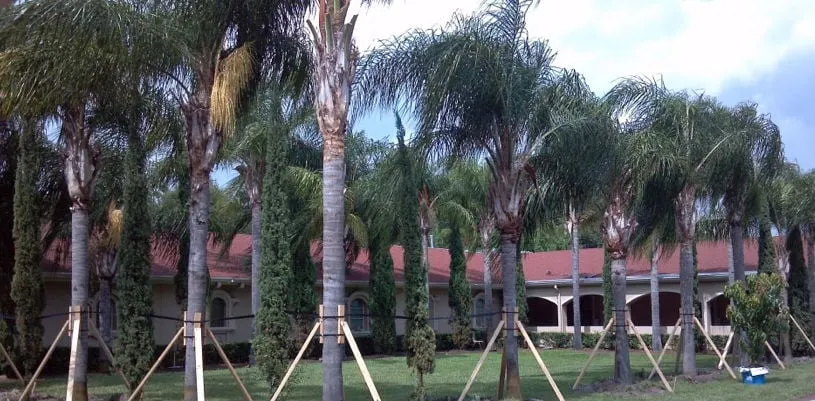 Expert residential landscaping in Ruskin, FL - A Quality Plant