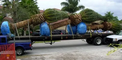 Top-rated yard cleanup service for year-round maintenance across Ruskin, FL - A Quality Plant