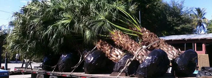 Reliable landscape installation in Ruskin, FL by A Quality Plant