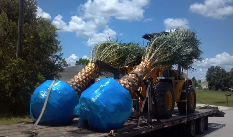 Top-rated landscape installation experts serving Ruskin, FL - A Quality Plant