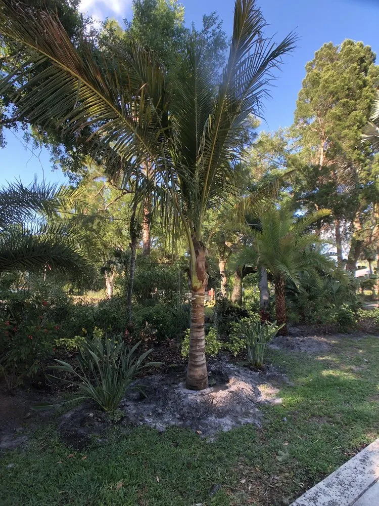 Trusted lawn mowing service in Ruskin, FL by A Quality Plant