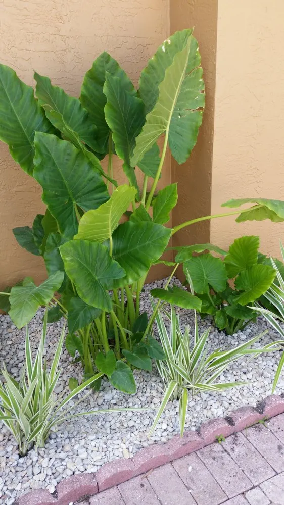 Trusted outdoor landscaping experts serving Miami, FL - A R Lawn Service