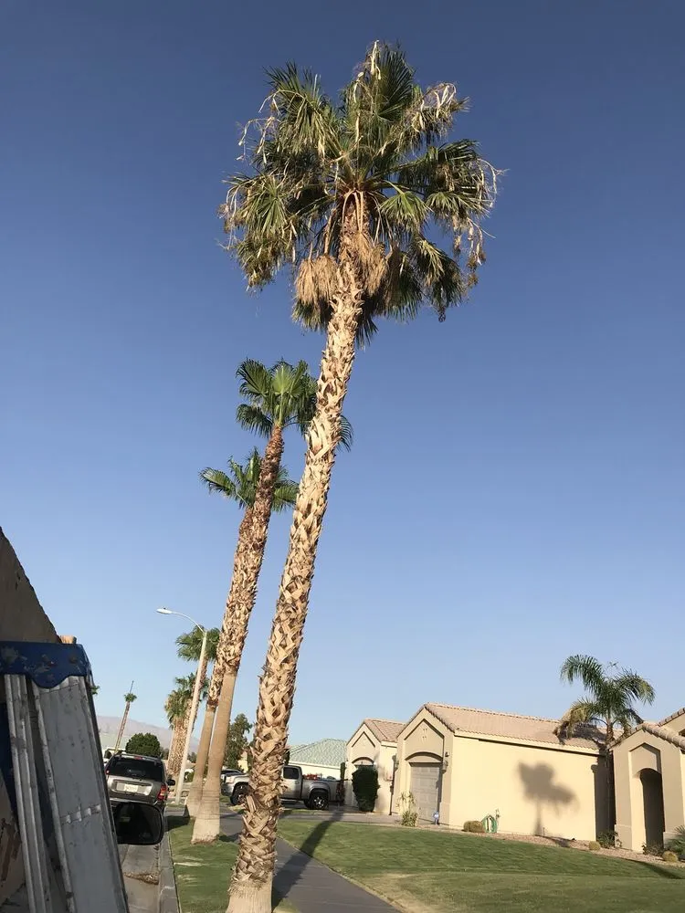 Professional landscape design experts serving Cathedral City, CA - A Ramirez Gardening and Landscaping