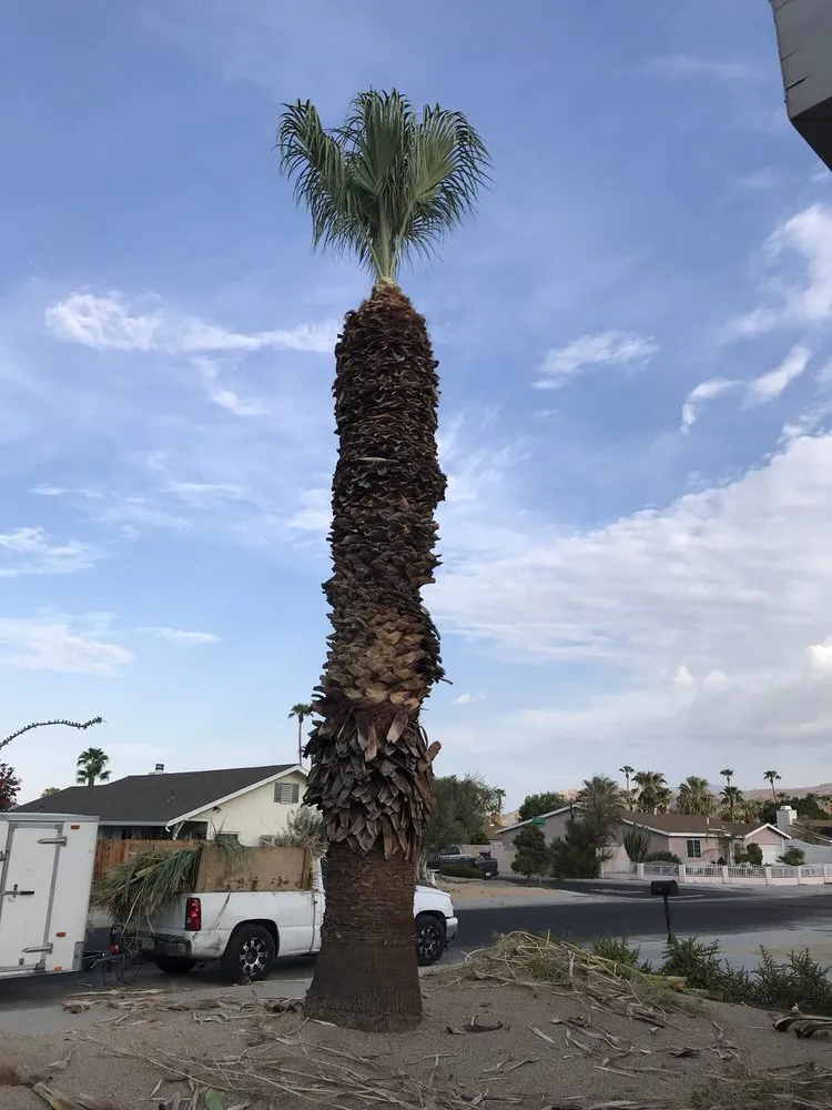 Reliable outdoor landscaping for residential properties across Cathedral City, CA - A Ramirez Gardening and Landscaping