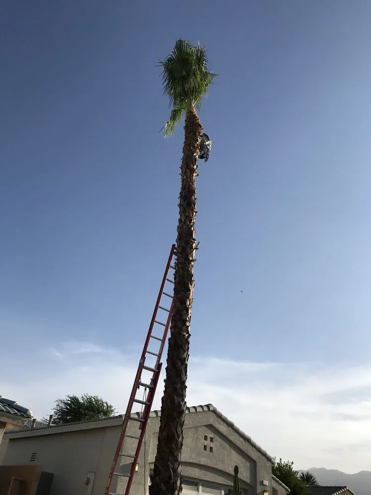 Expert yard maintenance in Cathedral City, CA - A Ramirez Gardening and Landscaping