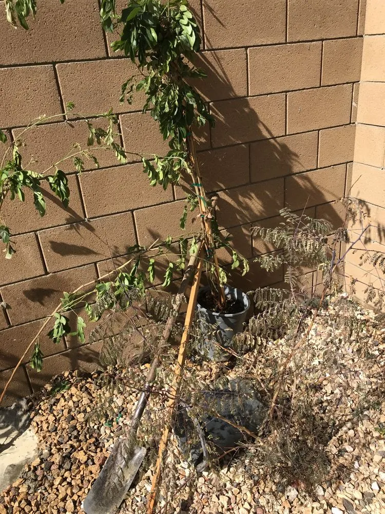 Top-rated yard cleanup service for residential properties across Cathedral City, CA - A Ramirez Gardening and Landscaping