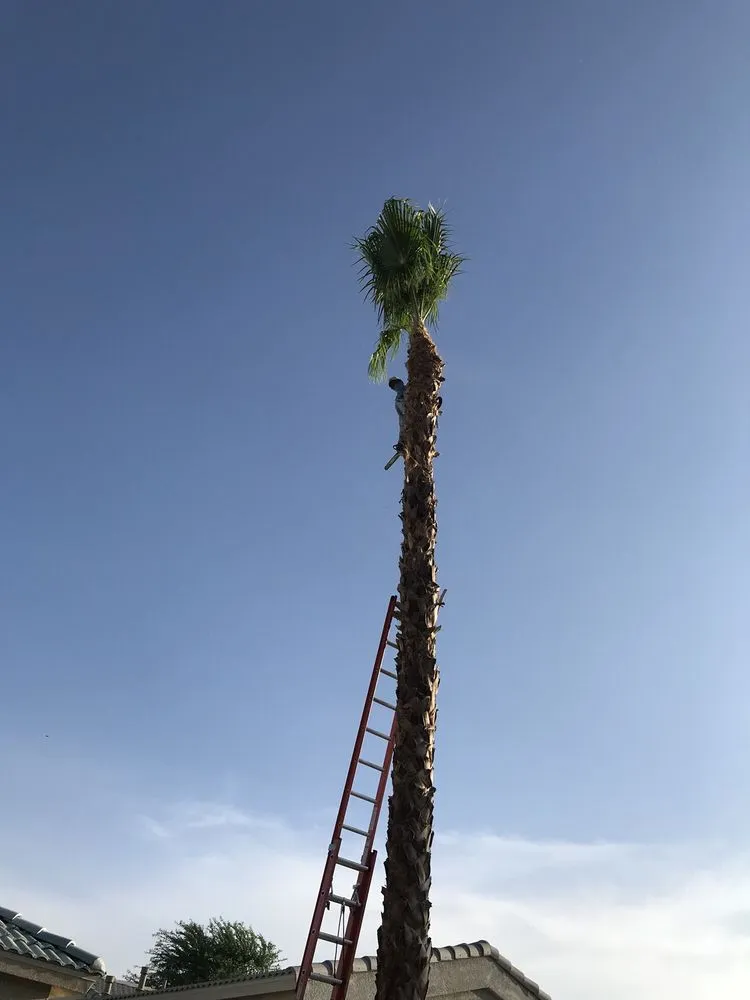 Trusted residential landscaping for beautiful yards in Cathedral City, CA by A Ramirez Gardening and Landscaping