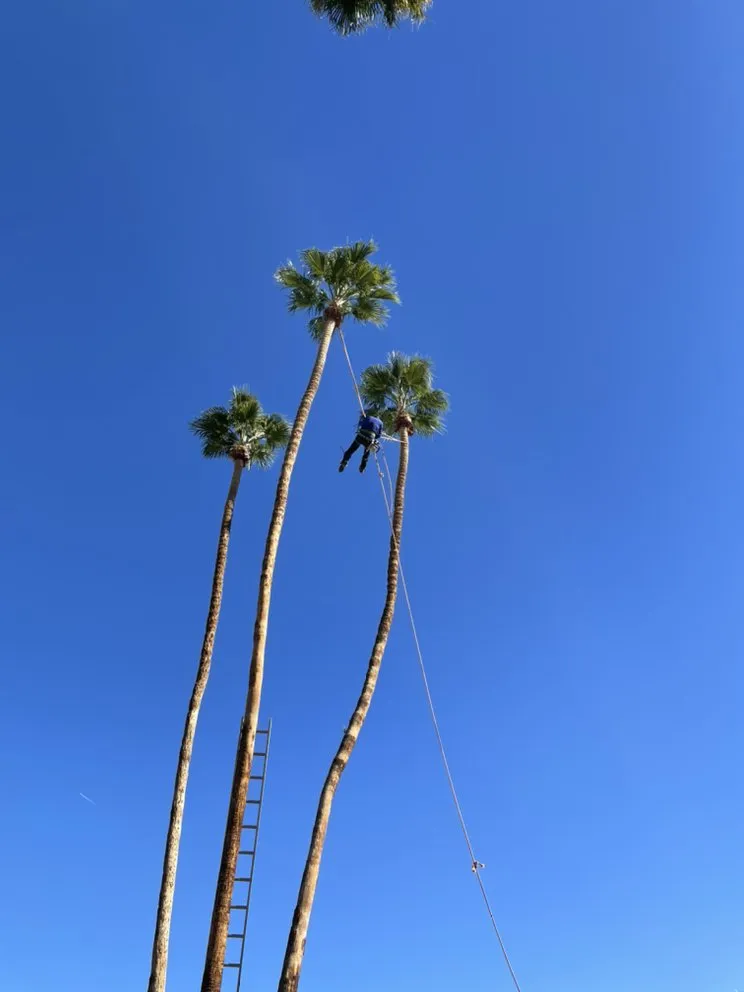 Expert outdoor landscaping for year-round maintenance in Cathedral City, CA by A Ramirez Gardening and Landscaping