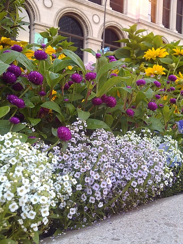 Affordable lawn mowing service in Chicago, IL - A Safe Haven Landscaping