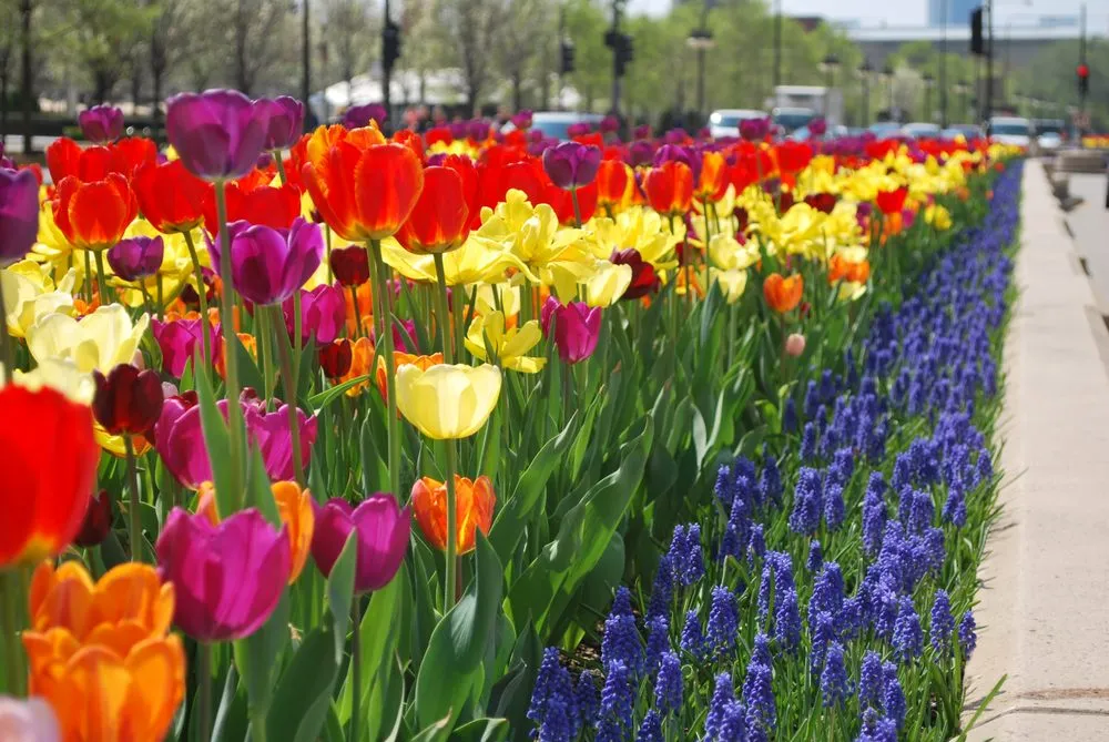 Local residential landscaping for beautiful yards across Chicago, IL - A Safe Haven Landscaping