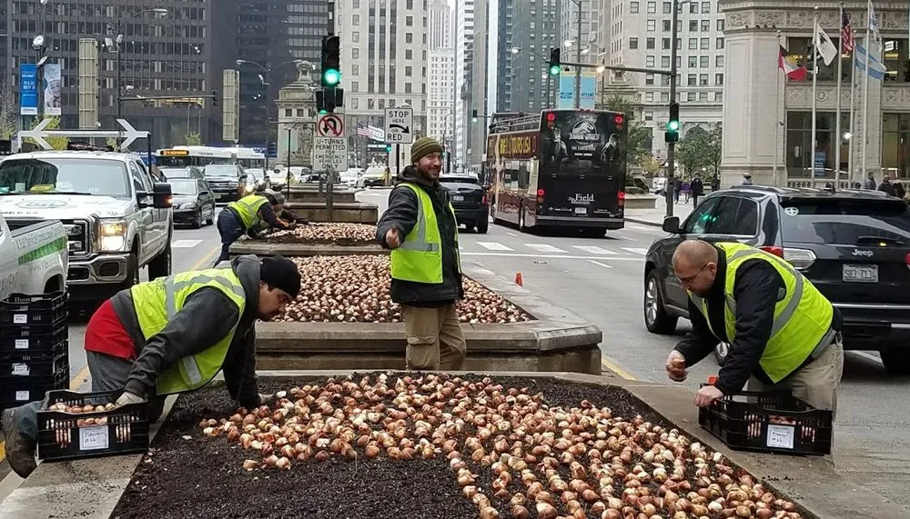 Local yard maintenance in Chicago, IL by A Safe Haven Landscaping