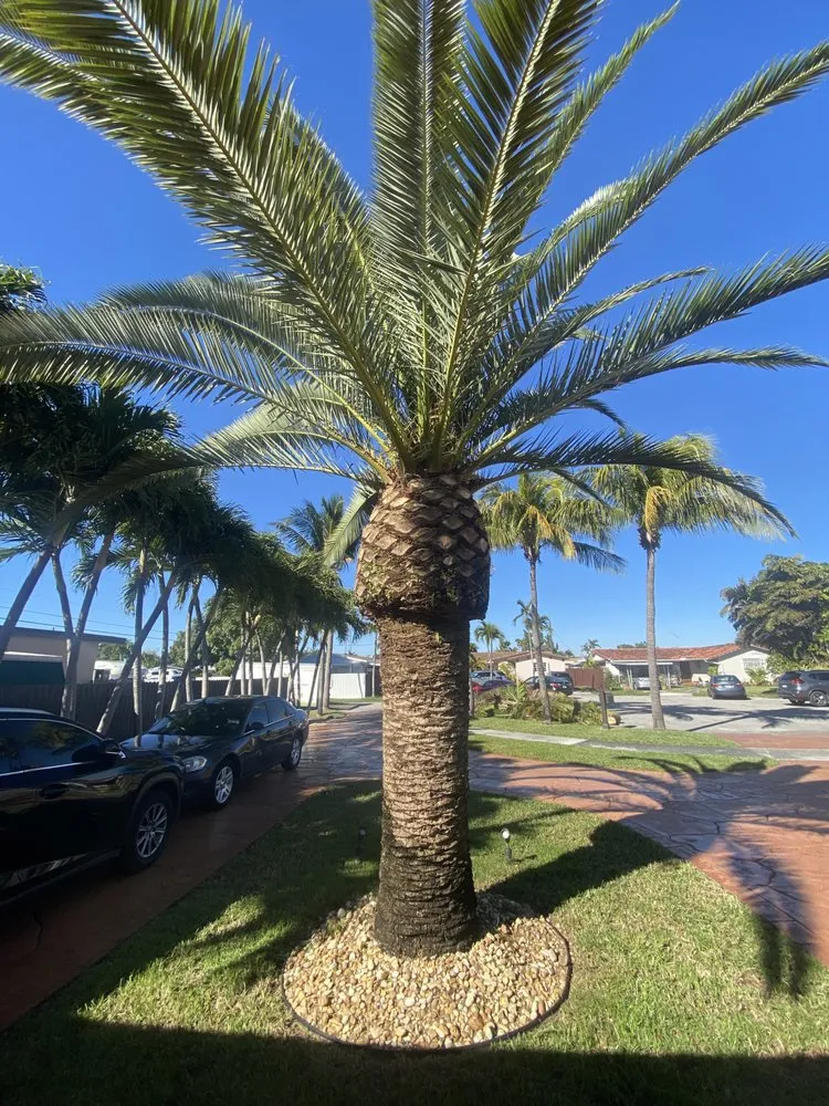 Local lawn care service near you across Homestead, FL - A Sanchez Landscaping