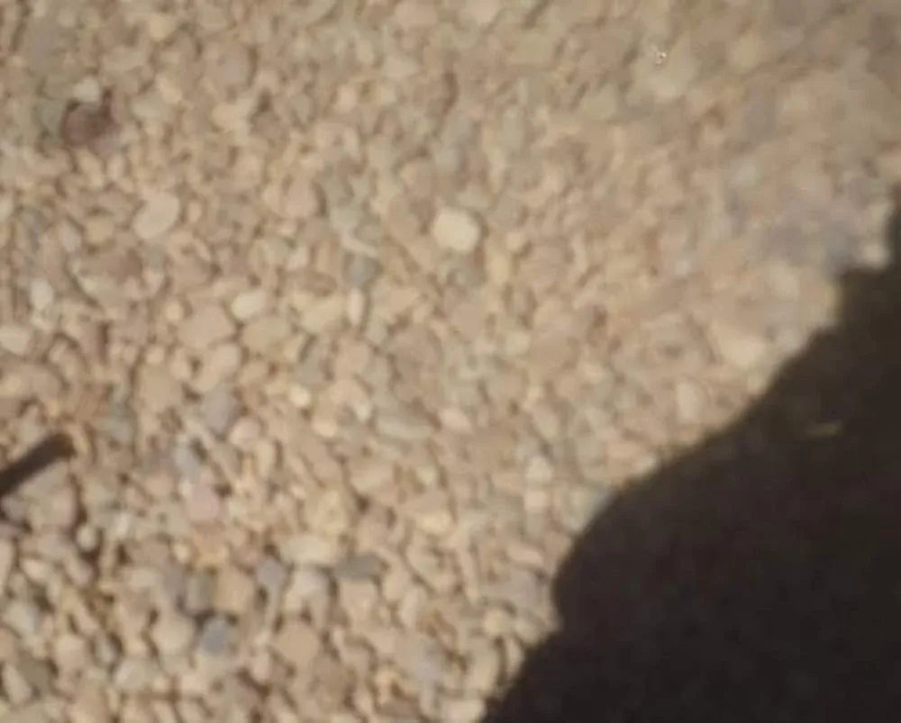 Professional landscape installation for outdoor upgrades in Fort Morgan, CO by A Savavge Tree Service & Landscaping