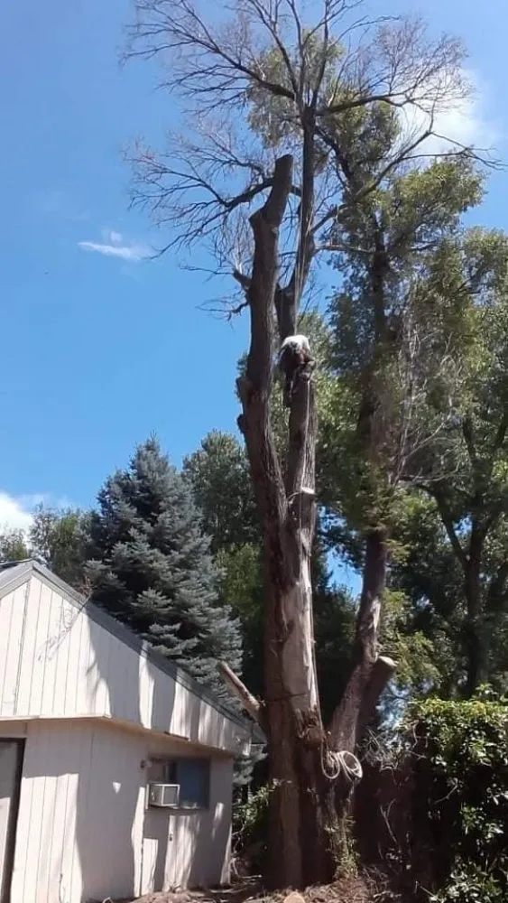 Affordable lawn mowing service in Fort Morgan, CO - A Savavge Tree Service & Landscaping