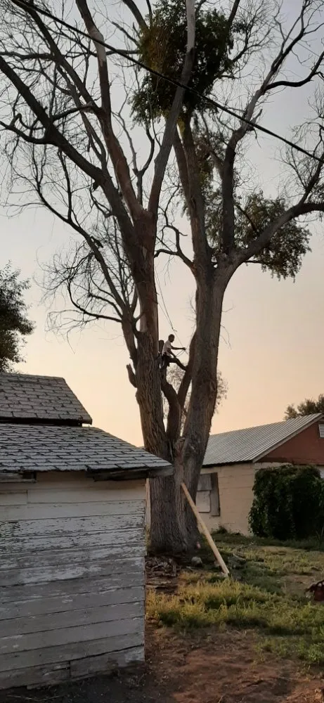 Professional lawn mowing service in Fort Morgan, CO - A Savavge Tree Service & Landscaping