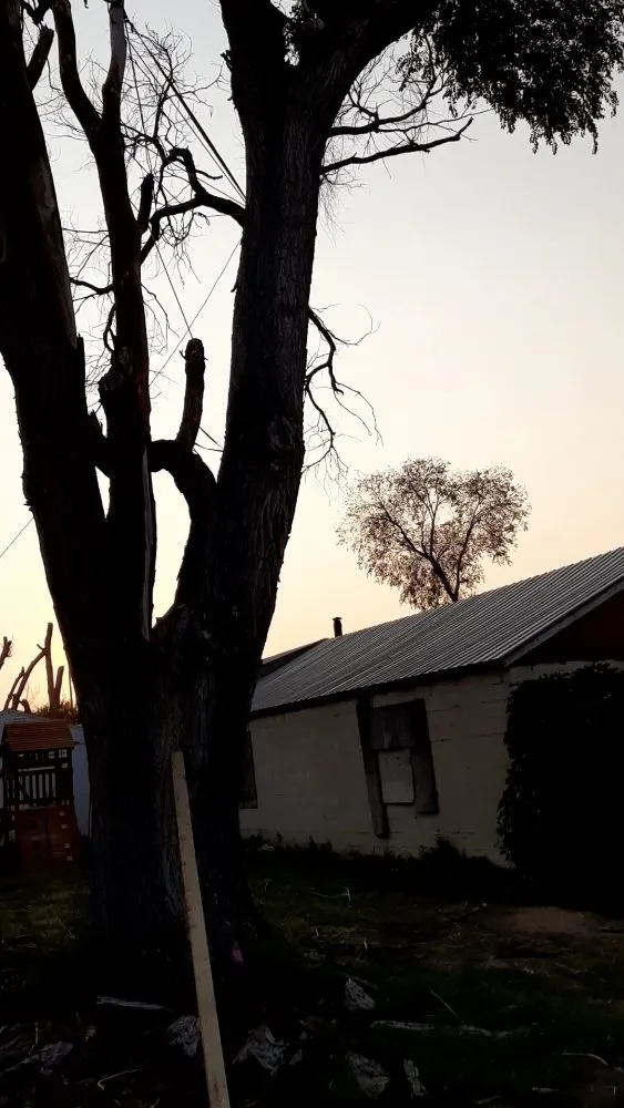 Affordable yard cleanup service experts serving Fort Morgan, CO - A Savavge Tree Service & Landscaping