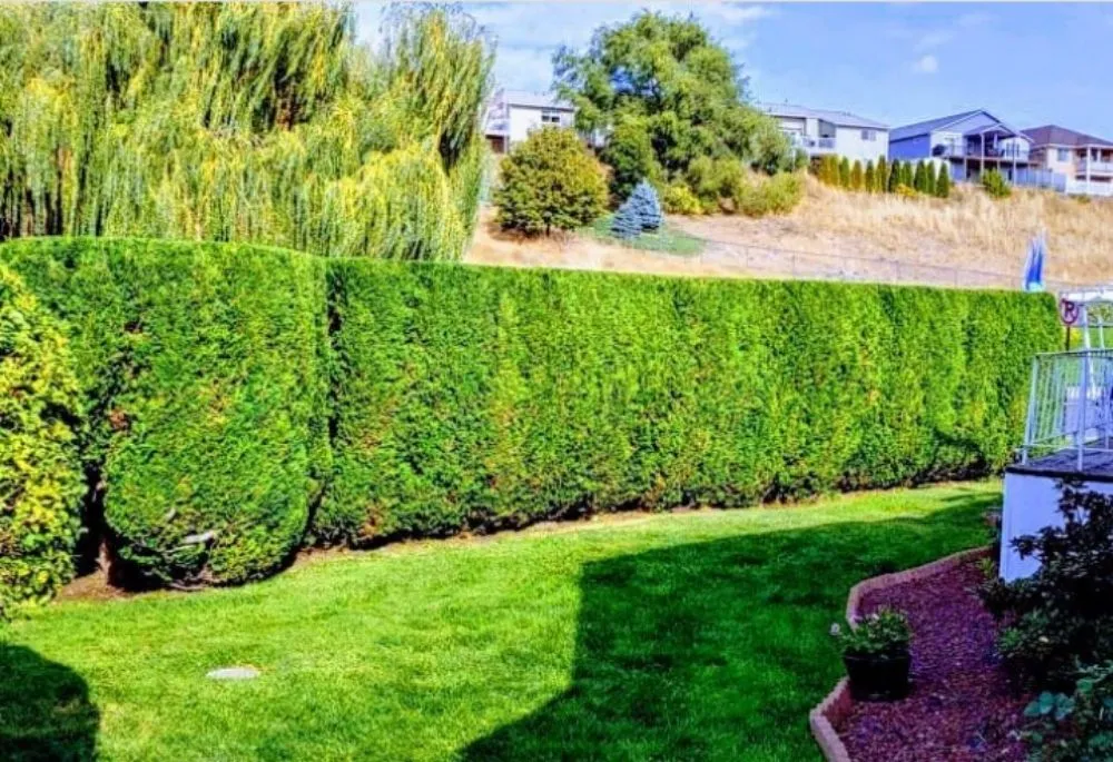Custom yard cleanup service near you in Spokane, WA by A Shrub Above
