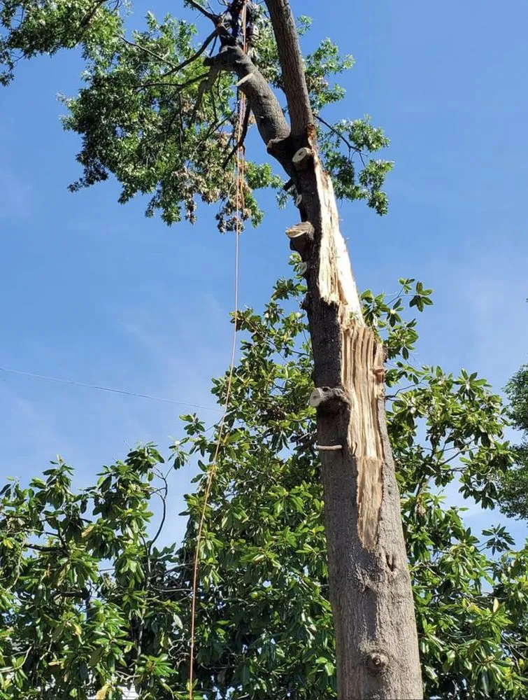 Trusted landscape installation in Culpeper, VA by A-Team lan