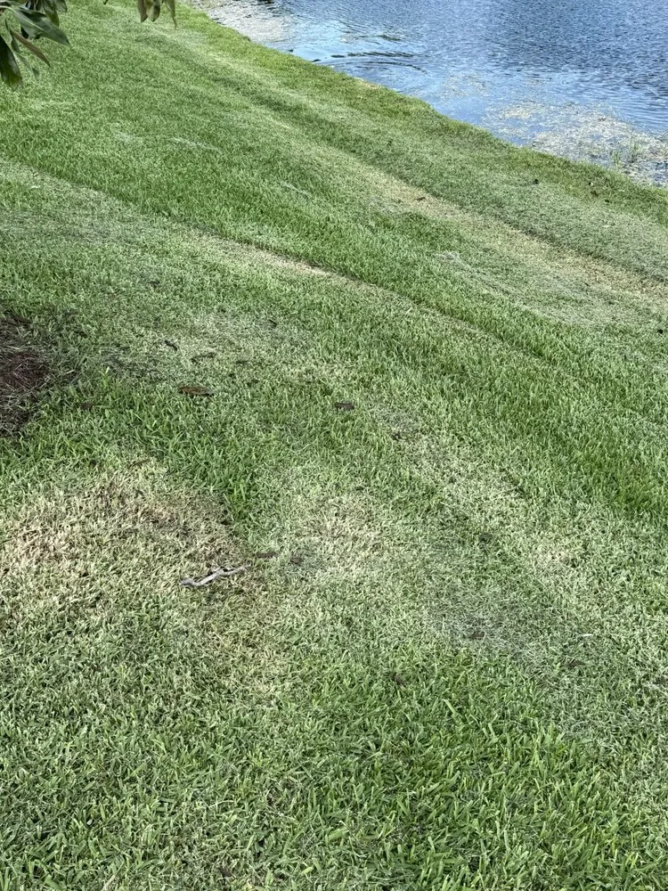 Local outdoor landscaping for year-round maintenance in Royal Palm Beach, FL by A-Team Landscape