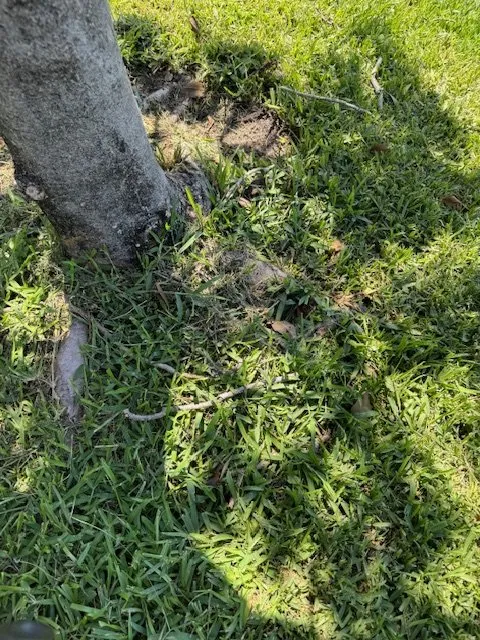 Custom lawn care service with custom design in Royal Palm Beach, FL by A-Team Landscape