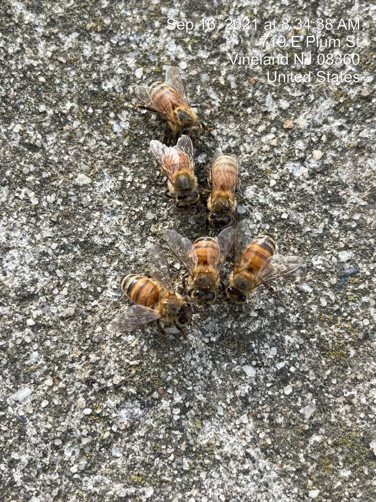 Reliable lawn care service near you across Vineland, NJ - A Team Property Solutions