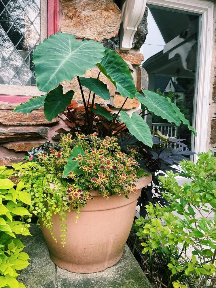 Reliable yard maintenance near you in Philadelphia, PA by A Tiny Om