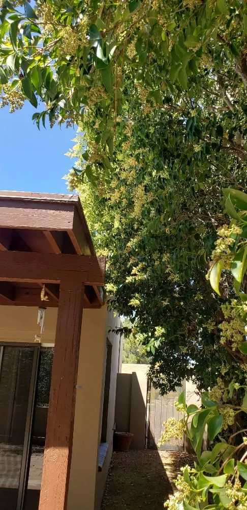 Professional lawn mowing service for homes across Sierra Vista, AZ - A to Z Grounds Keeping