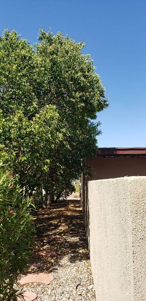 Local yard maintenance in Sierra Vista, AZ - A to Z Grounds Keeping