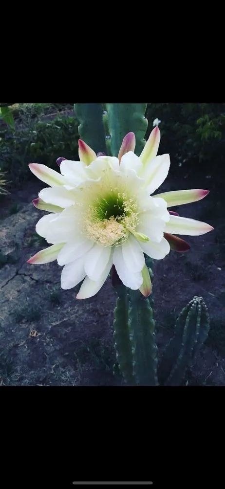 Custom residential landscaping in Glendale, CA - A To Z Landscaping