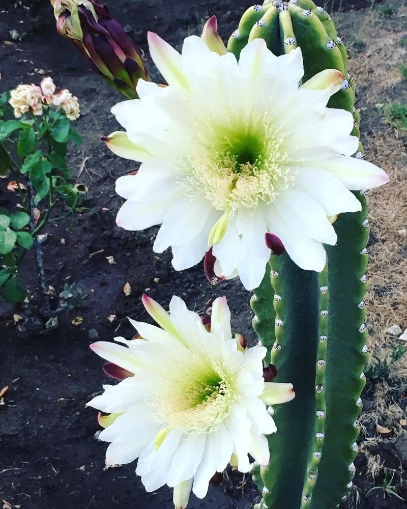 Trusted landscape installation for beautiful yards across Glendale, CA - A To Z Landscaping