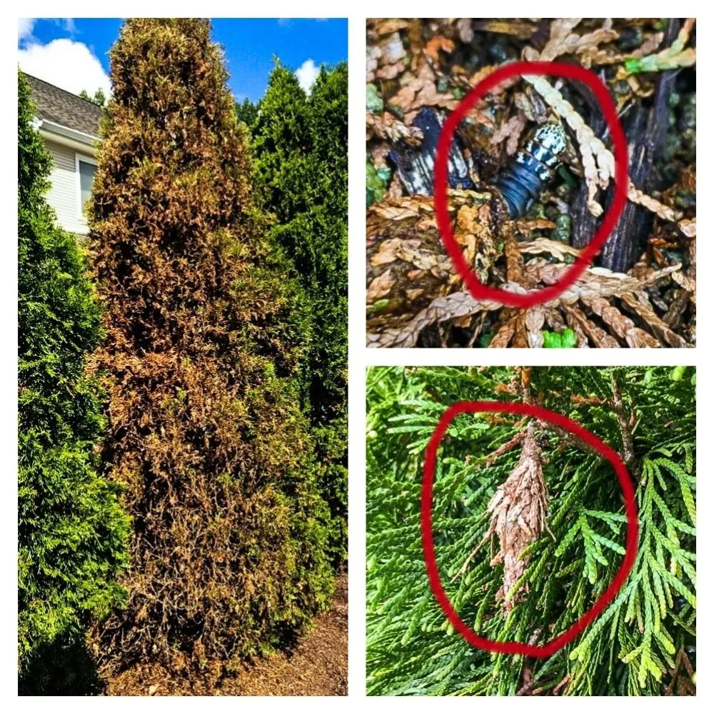 Affordable landscape installation for beautiful yards across Brookfield, CT - A to Z Property Maintenance