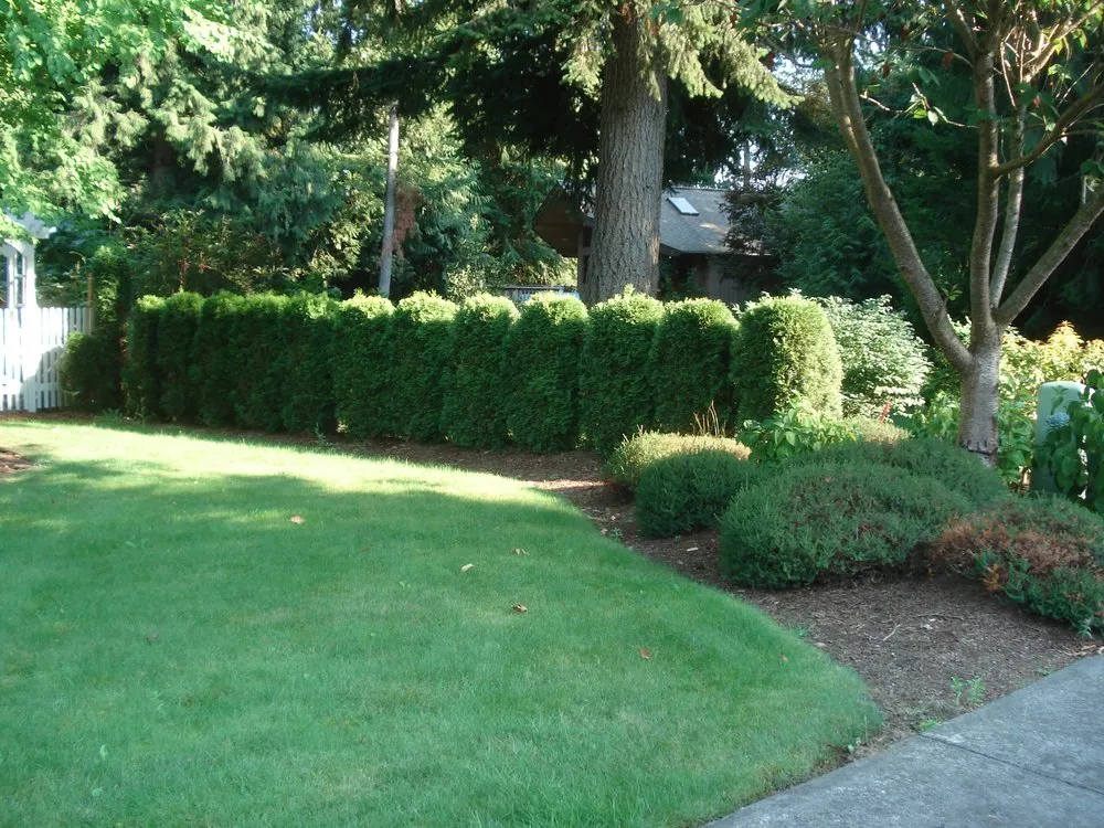 Local yard maintenance for residential properties across Bellingham, WA - A to Z Yard and Cleaning Service