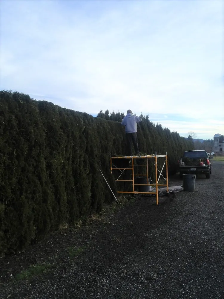 Reliable yard cleanup service in Bellingham, WA - A to Z Yard and Cleaning Service