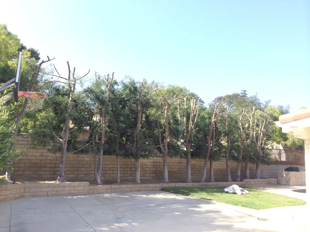 Affordable yard cleanup service for homes across Oxnard, CA - A Torres Landscape