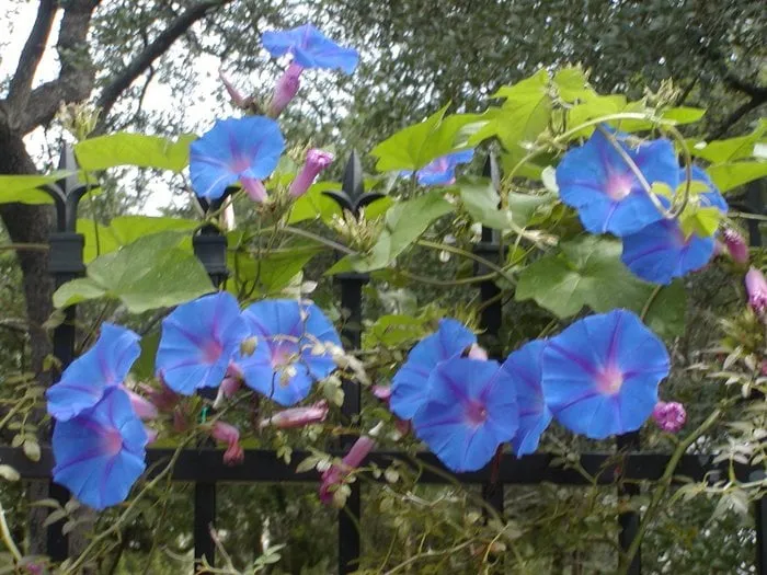 Trusted yard maintenance in Austin, TX - A Touch O' Green Landscapes
