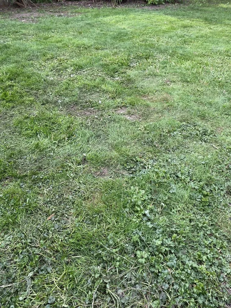 Top-rated yard maintenance for homes in Bonney Lake, WA by A Touch of Green